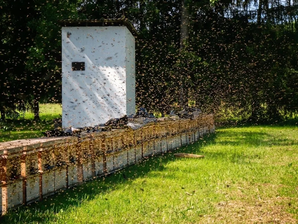 Méhek röpködnek a kaptárak előtt egy napos tavaszi napon